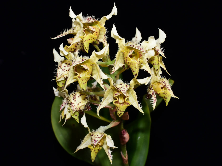 Dendrobium macrophyllum var. macrophyllum