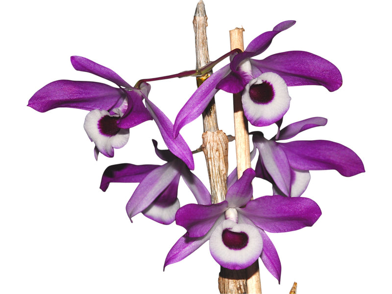 Dendrobium nobile