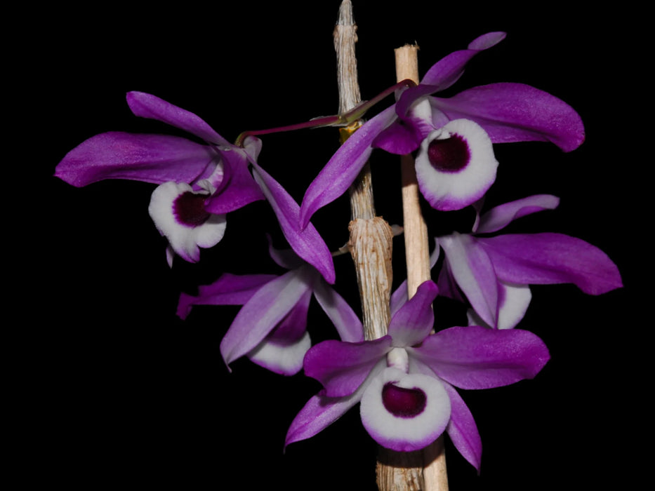 Dendrobium nobile