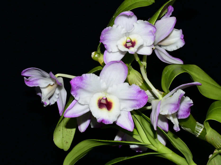 Dendrobium nobile blanco con lila