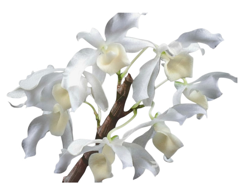 Dendrobium nobile f. alba