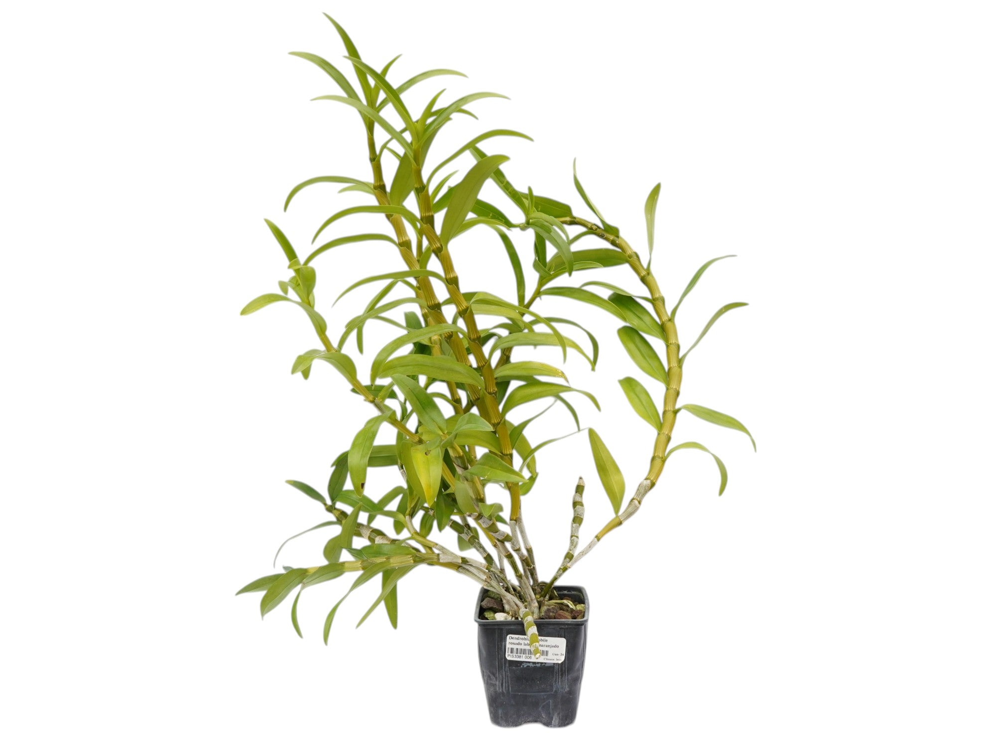Dendrobium nobile rosado labelo anaranjado