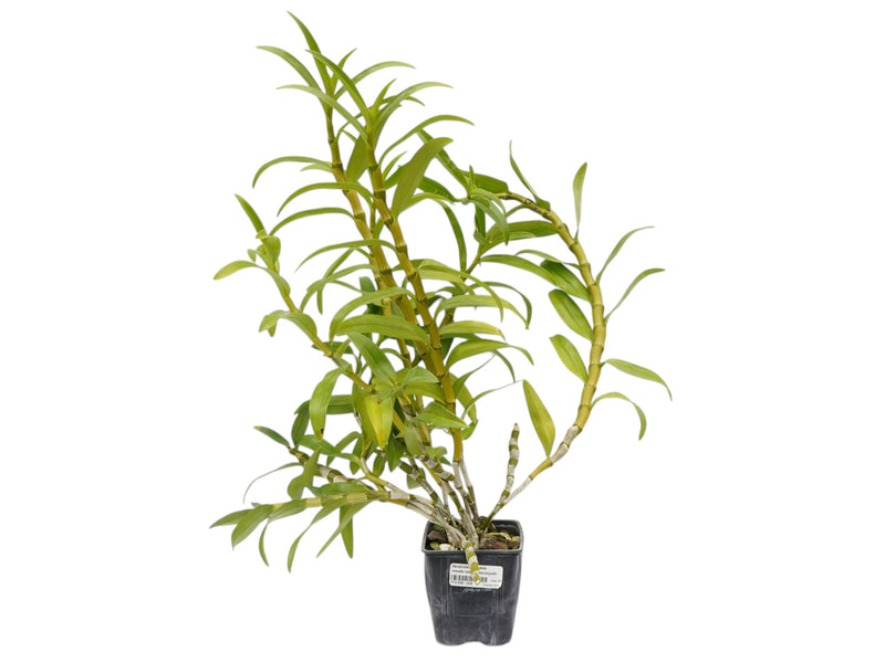 Dendrobium nobile rosado labelo anaranjado