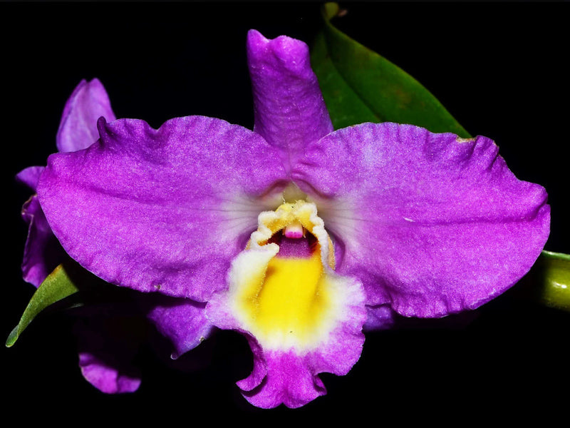Dendrobium nobile rosado labelo anaranjado