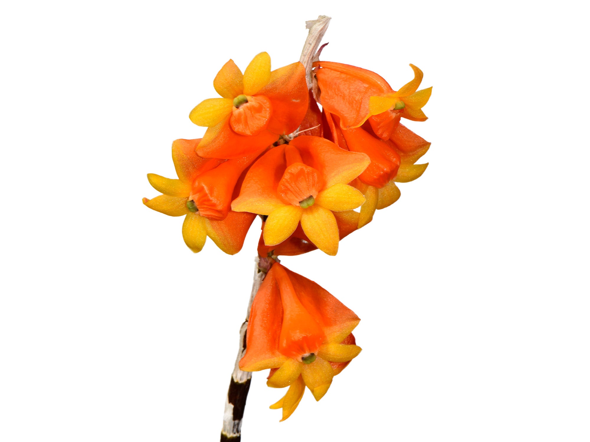 Dendrobium obtusum