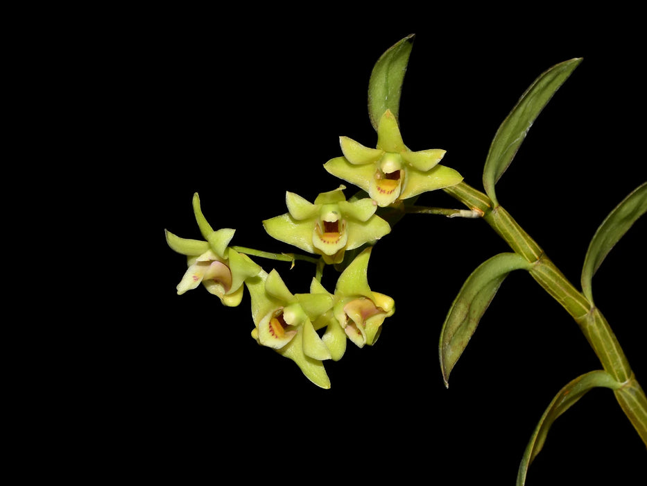 Dendrobium officinale