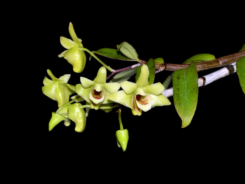 Dendrobium officinale