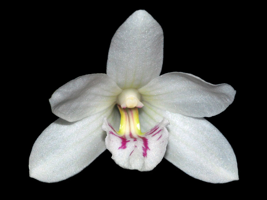 Dendrobium papilio