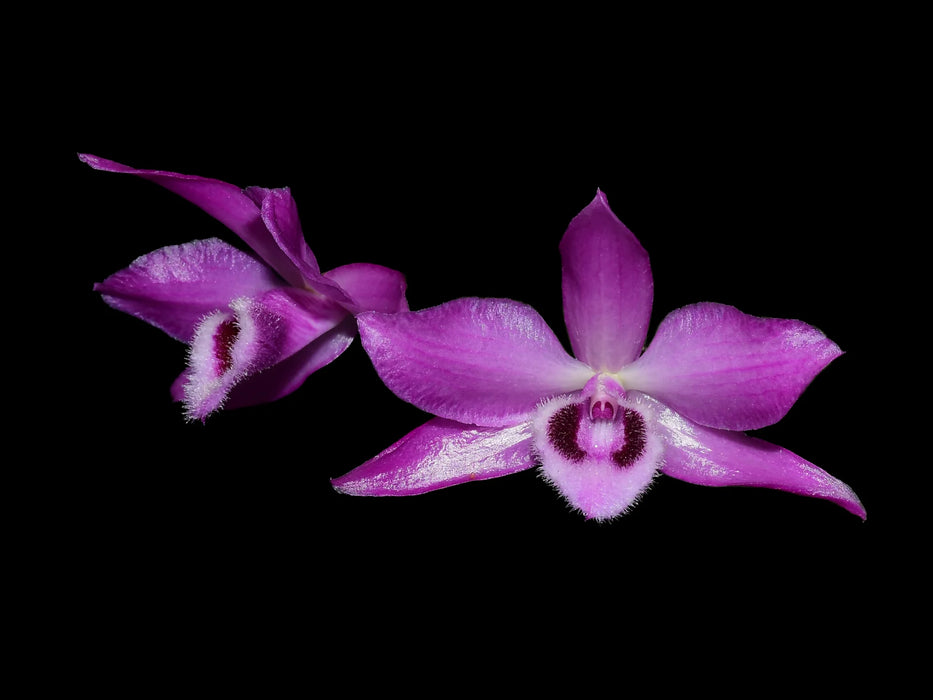 Dendrobium parishii