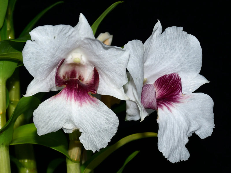 Dendrobium parthenium
