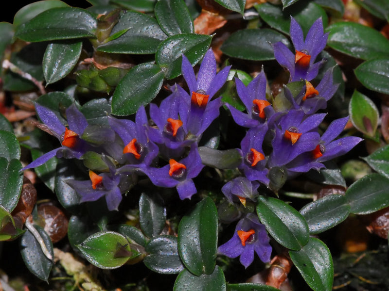 Dendrobium parvulum 'Violet Blue' (= delicatulum) 'Gigi' AOS/CHM 85