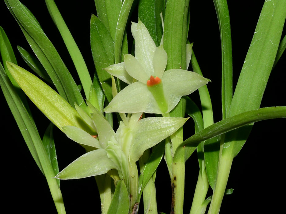 Dendrobium pentapterum