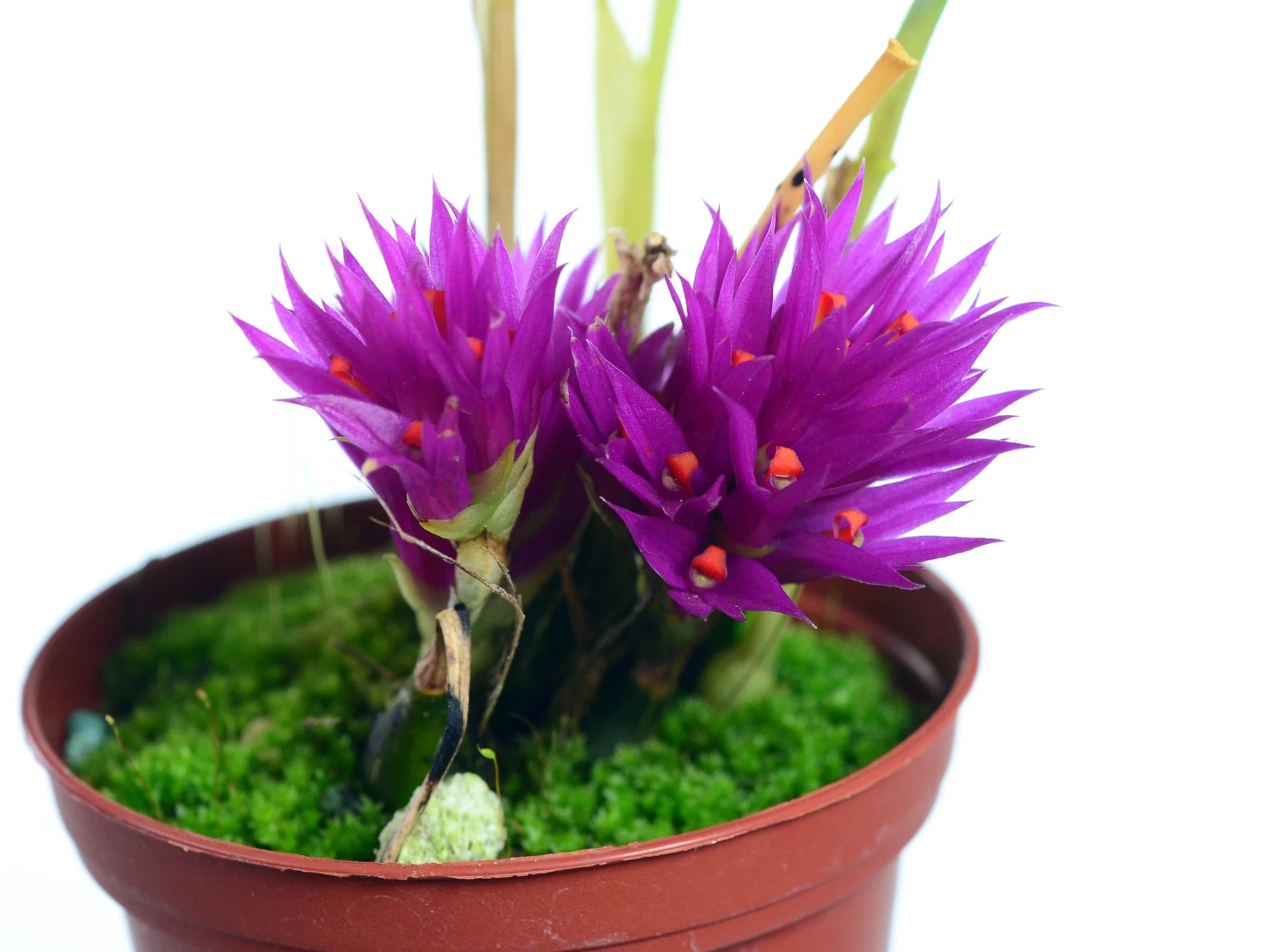 Dendrobium petiolatum