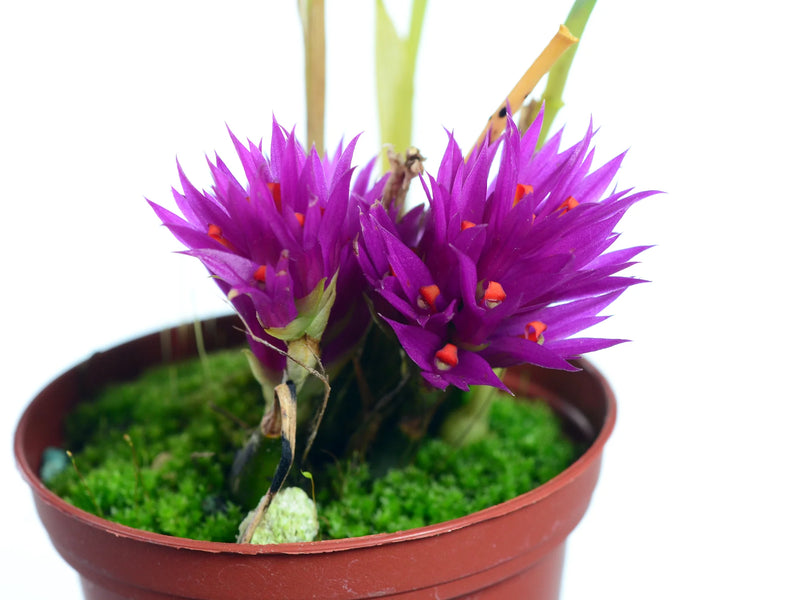 Dendrobium petiolatum