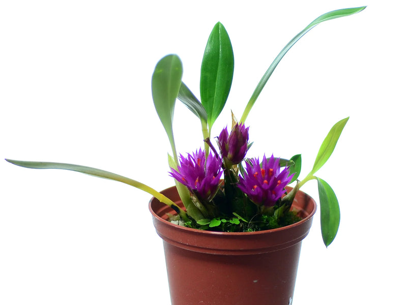 Dendrobium petiolatum