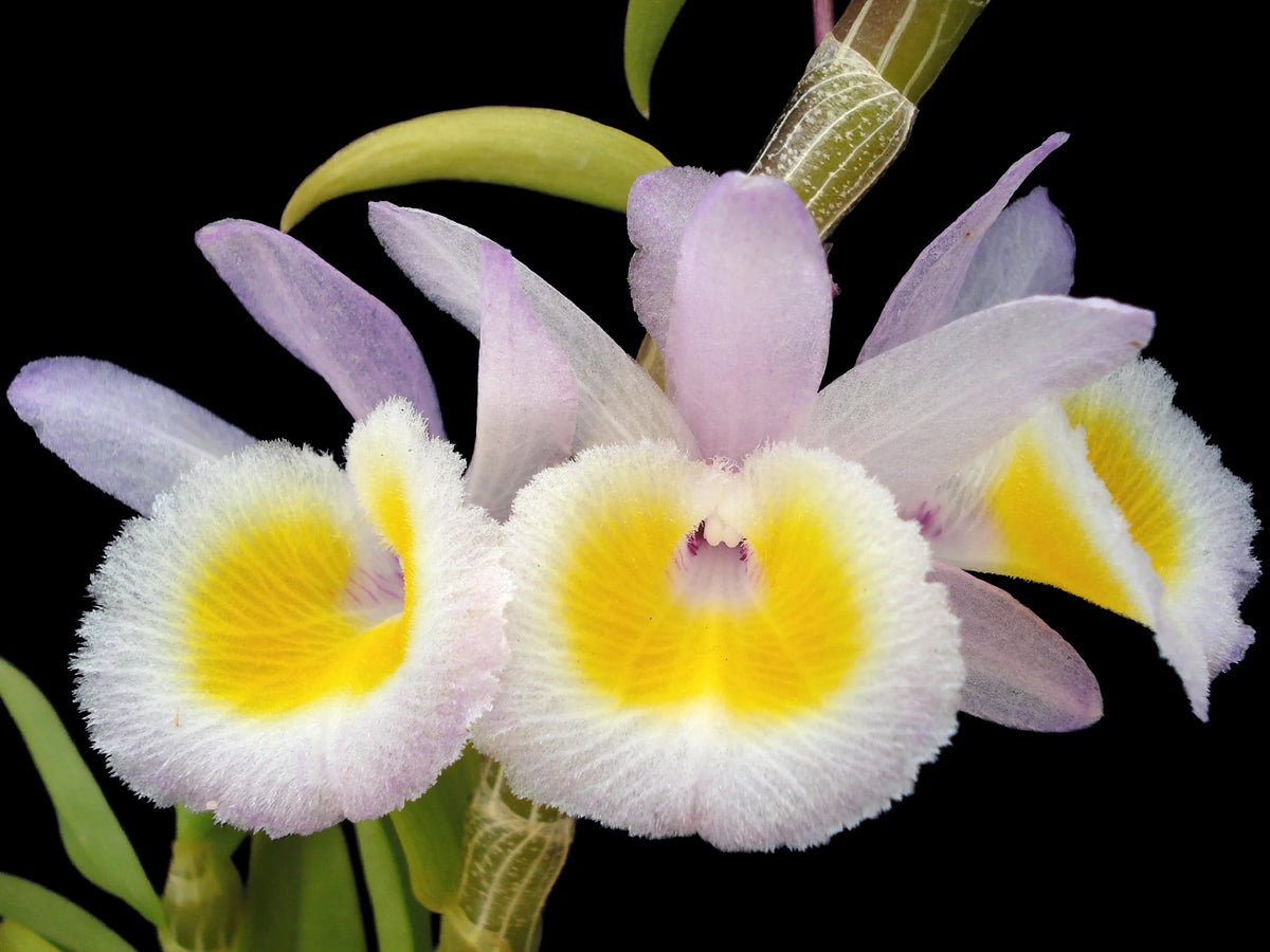 Primulinum Dendrobium primulinum — Ecuagenera Orquídeas del Ecuador