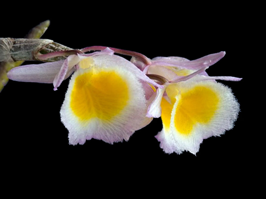 Dendrobium primulinum