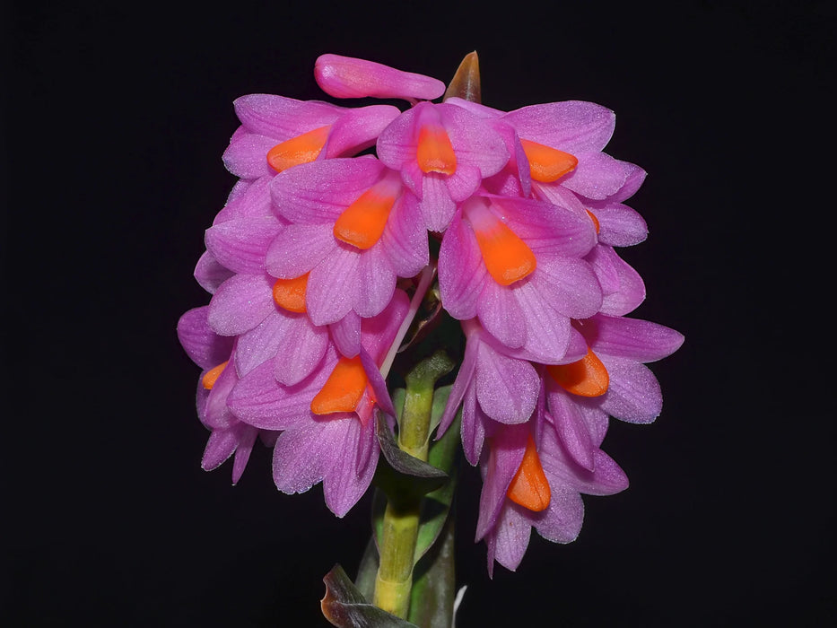 Dendrobium pseudoglomeratum