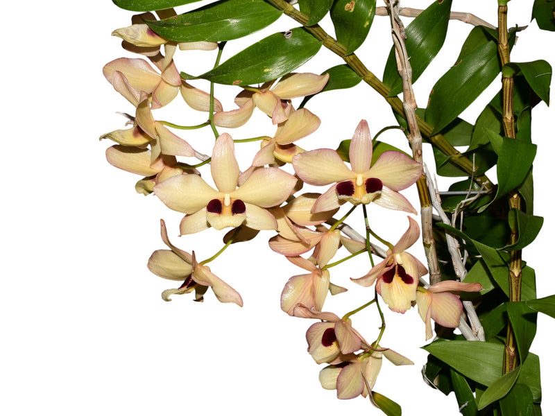 Dendrobium pulchellum