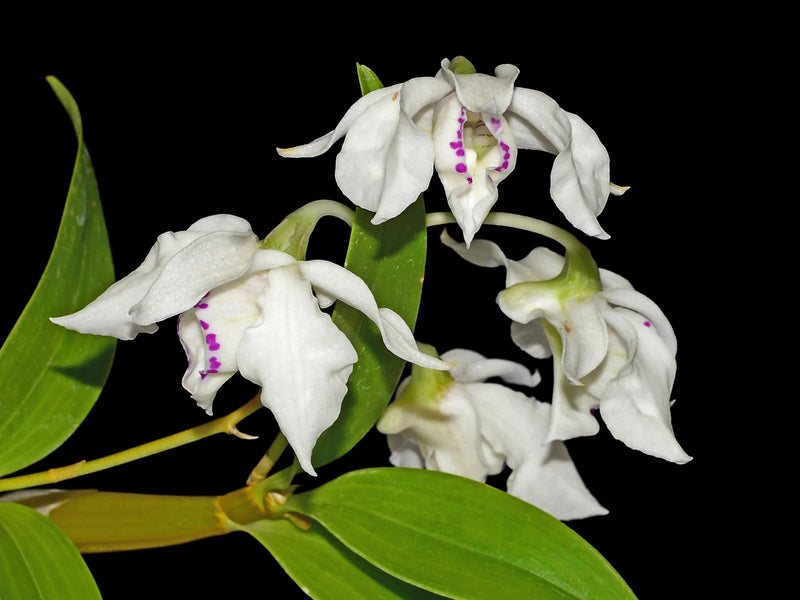 Dendrobium rhodostictum