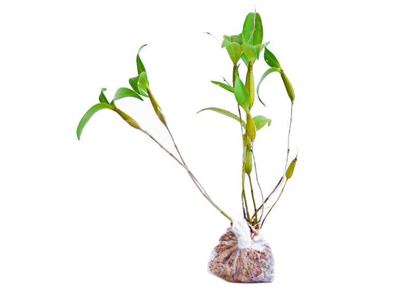 Dendrobium rhodostictum