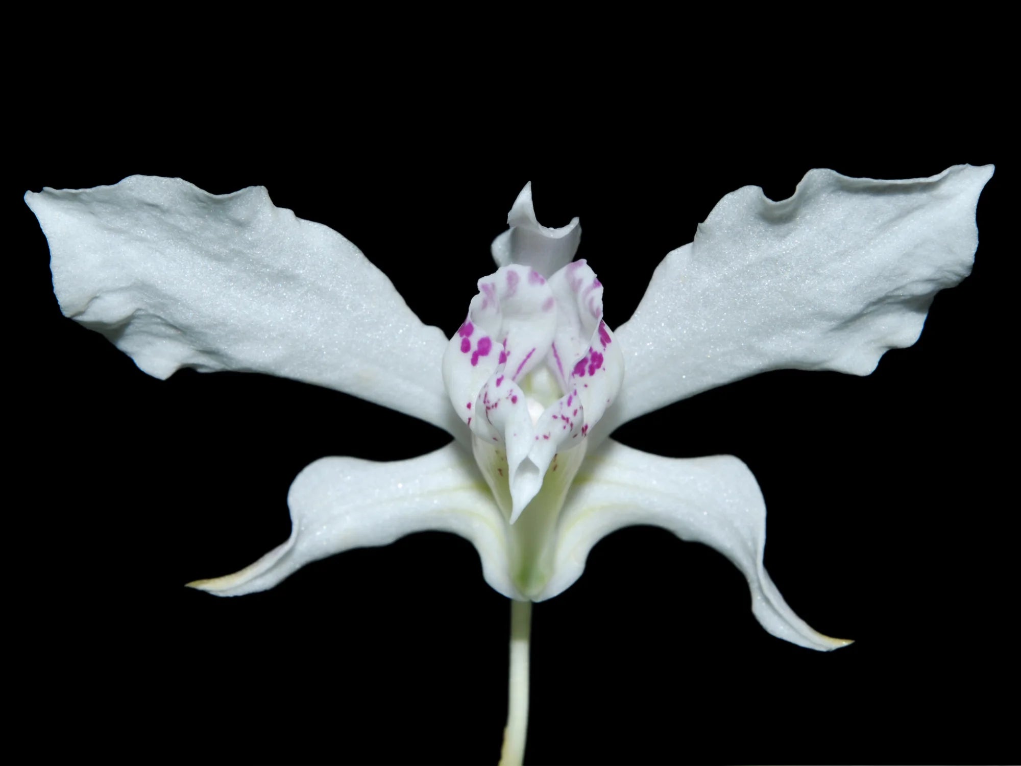 Dendrobium rhodostictum