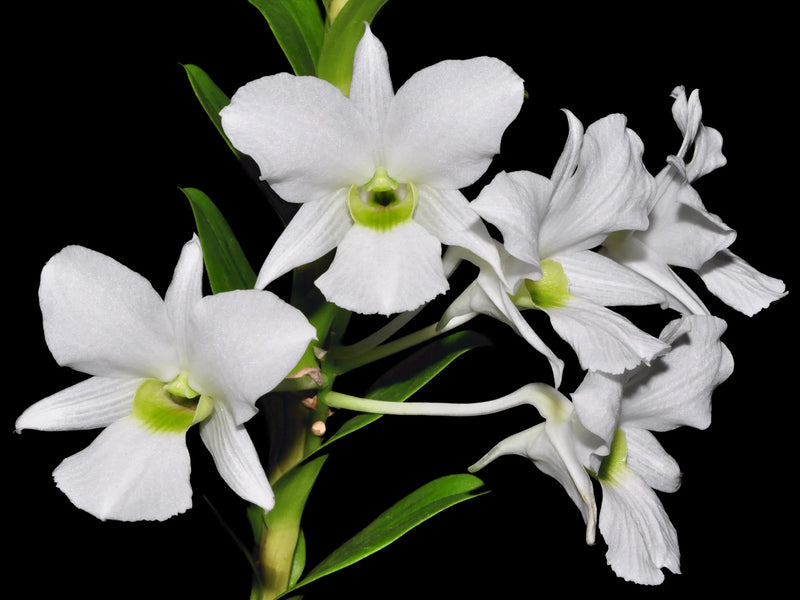 Dendrobium sanderae