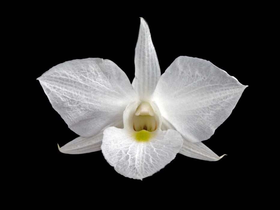 Dendrobium schuetzei