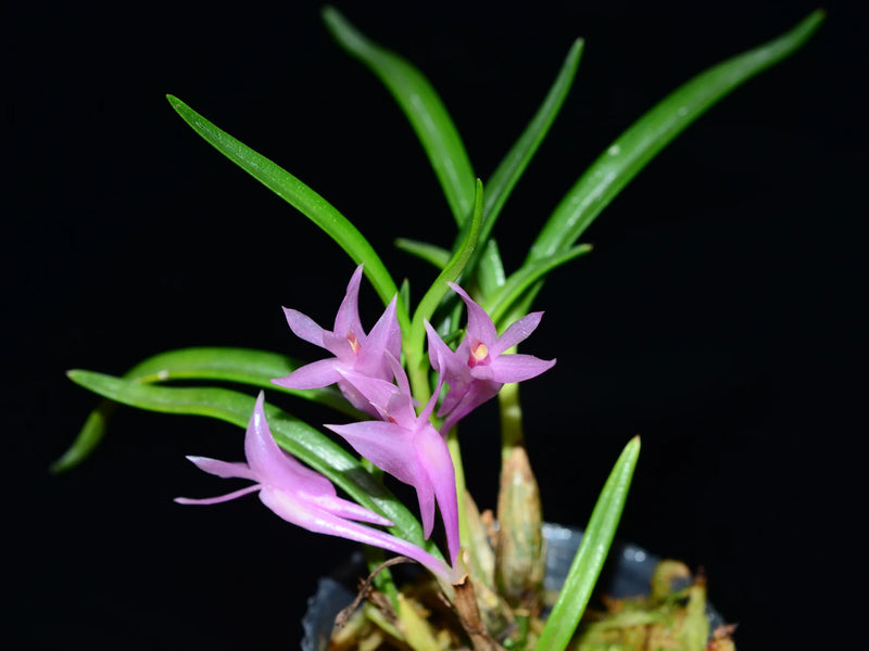 Dendrobium seranicum