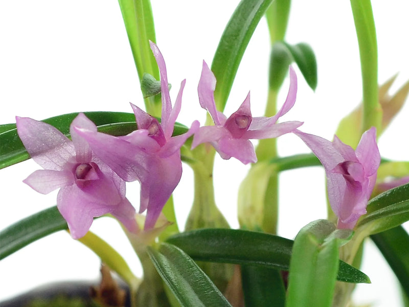 Dendrobium seranicum