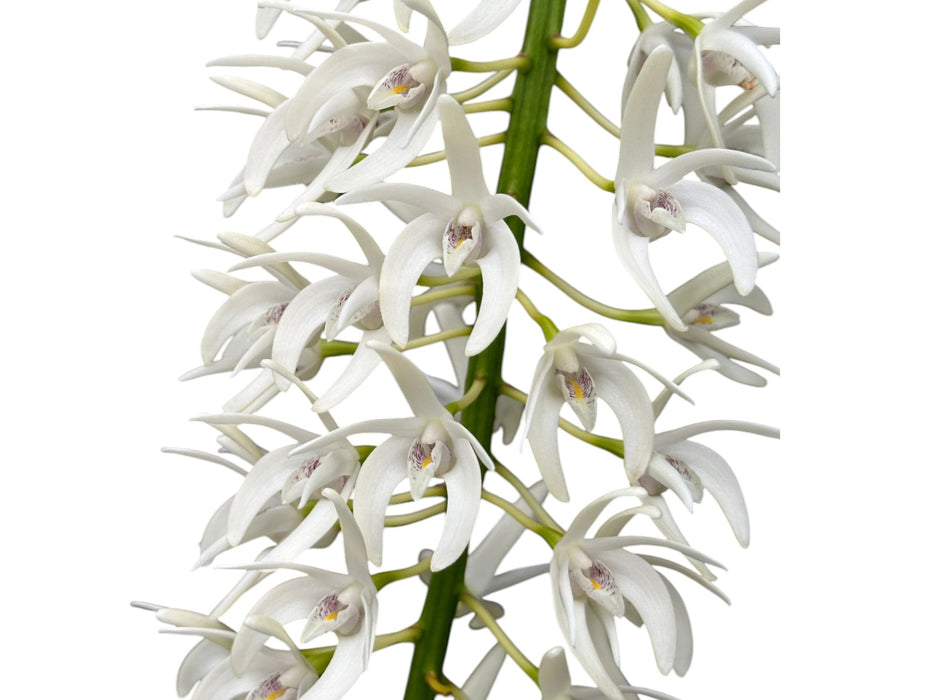 Dendrobium speciosum