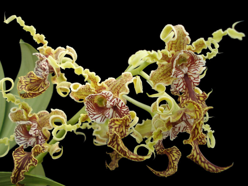 Dendrobium spectabile