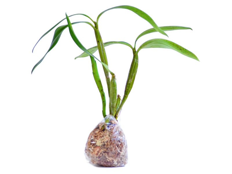 Dendrobium spectabile