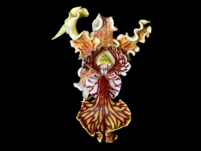 Dendrobium spectabile