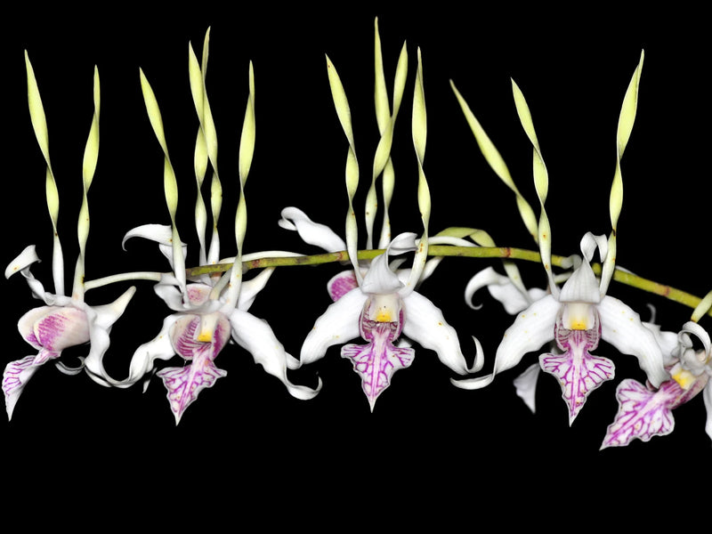 Dendrobium stratiotes