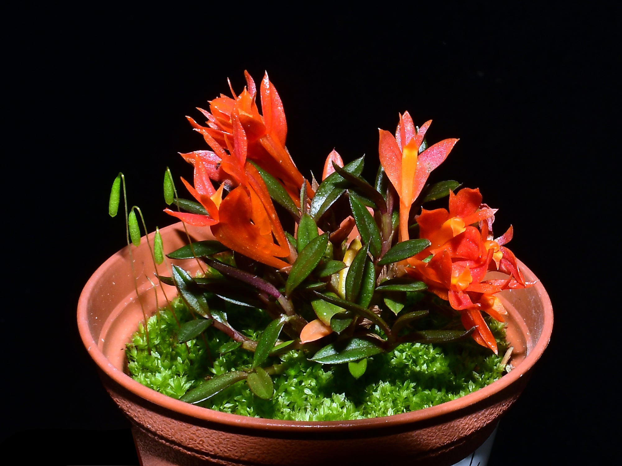 Dendrobium subacaule