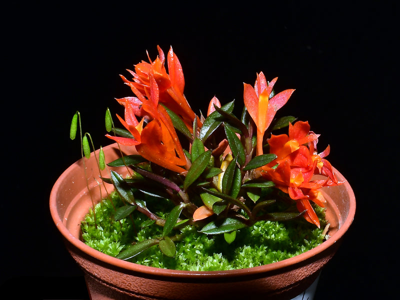 Dendrobium subacaule