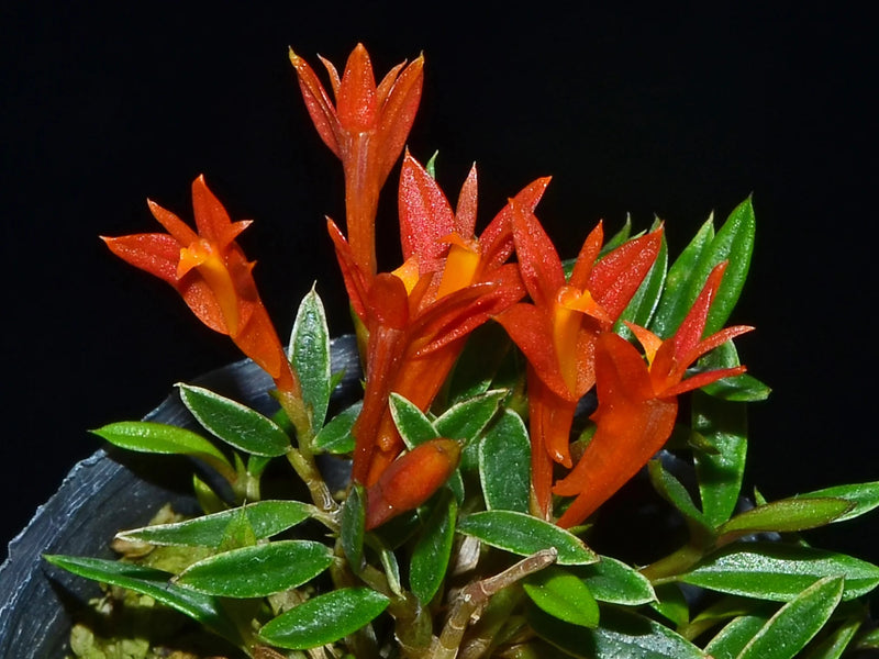 Dendrobium subacaule orange x red