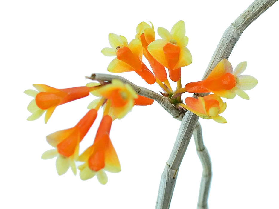 Dendrobium subclausum