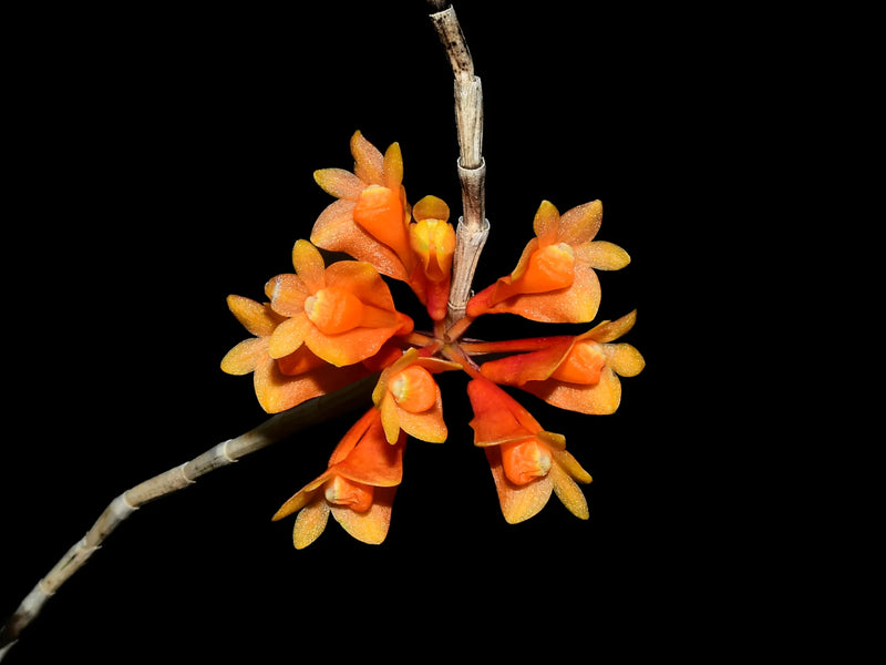 Dendrobium subclausum hanging type x dark