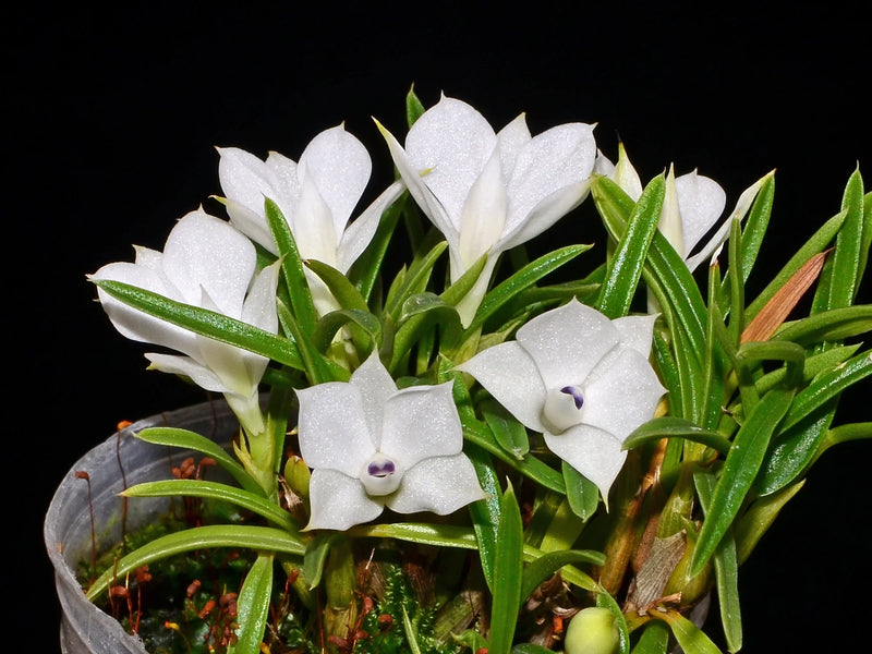 Dendrobium subuliferum