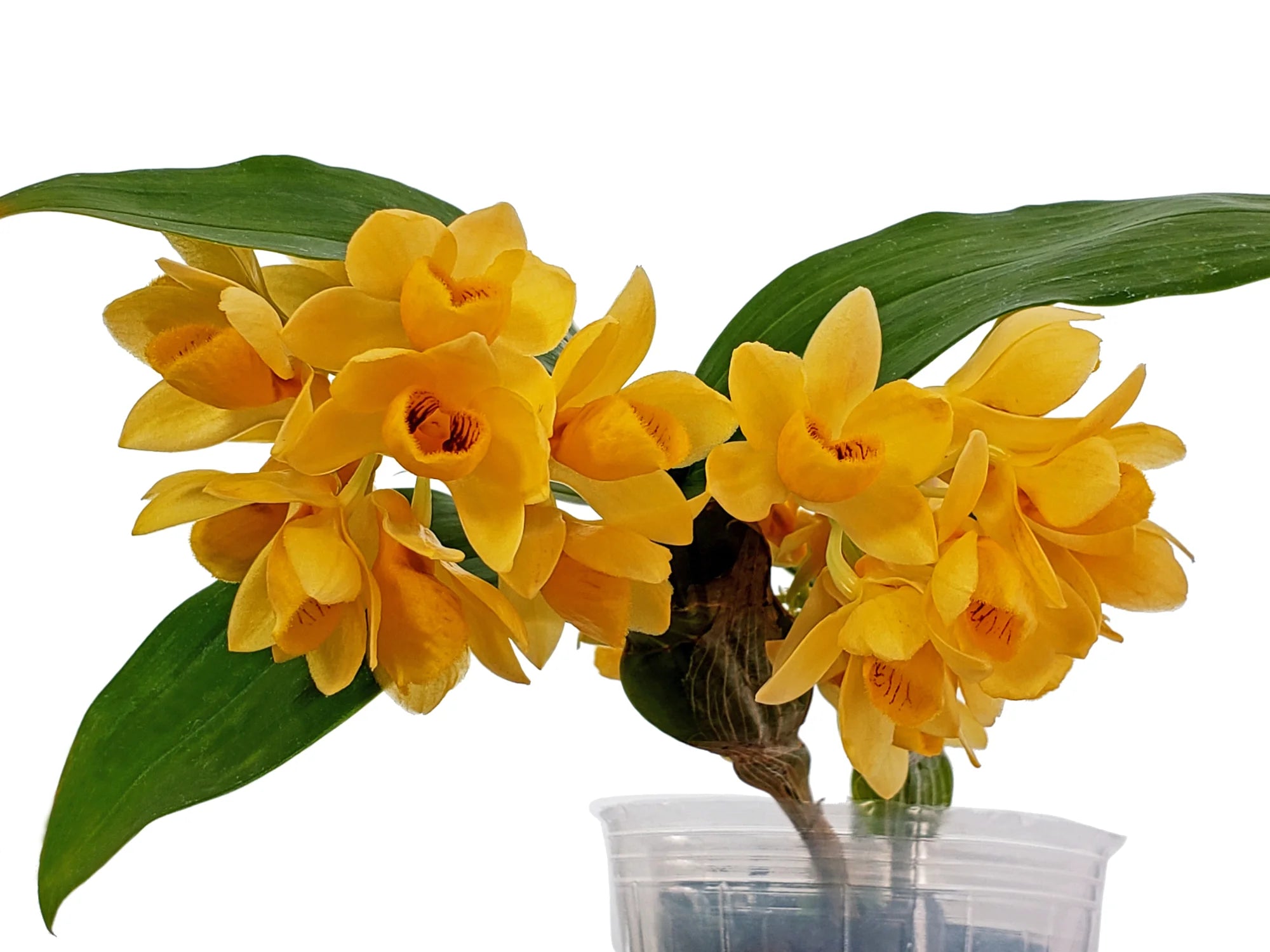 Dendrobium sulcatum