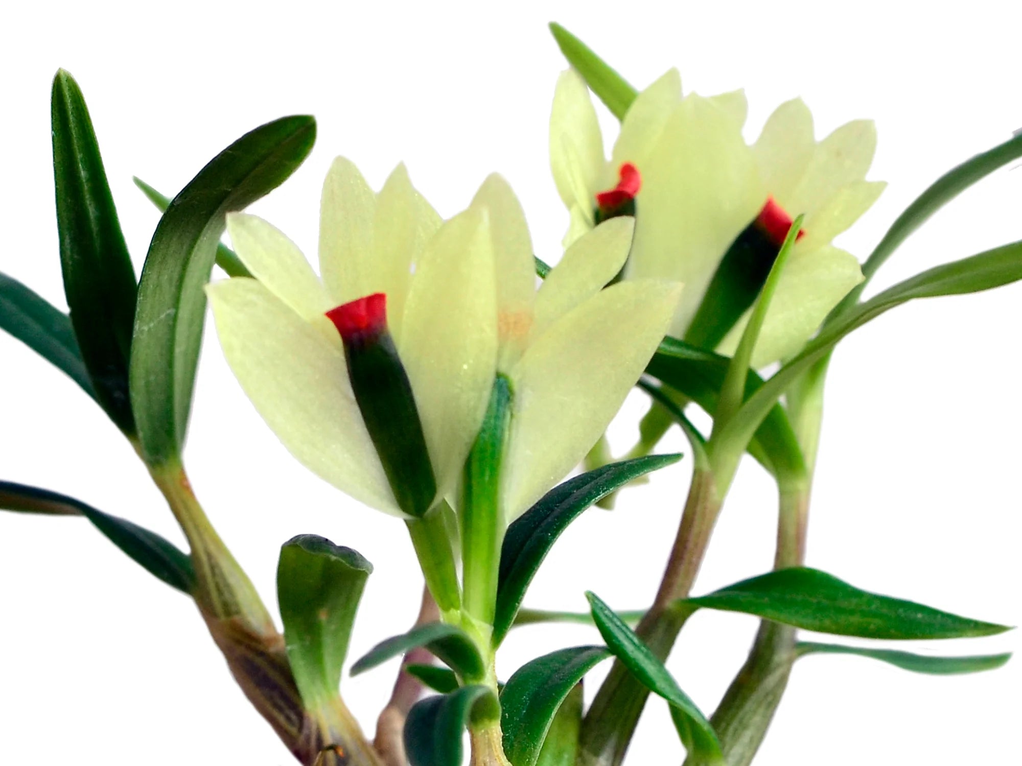 Dendrobium sulphureum