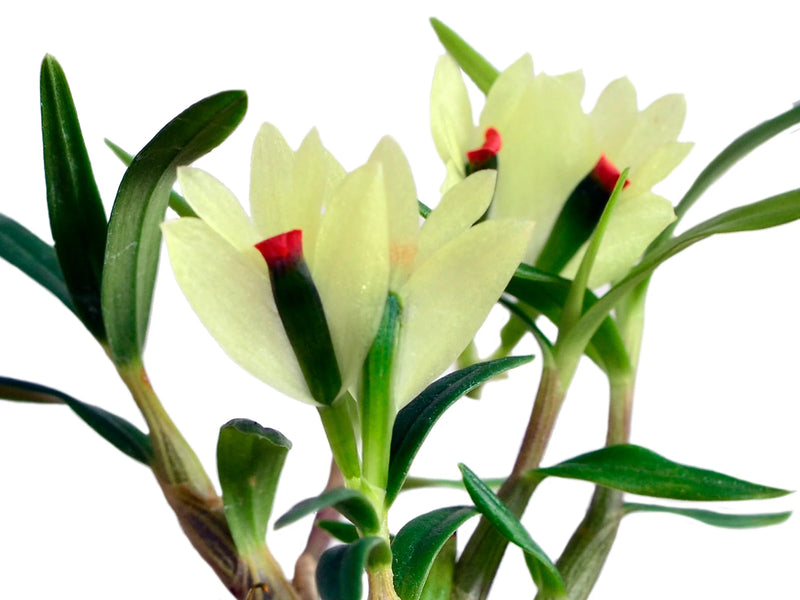 Dendrobium sulphureum