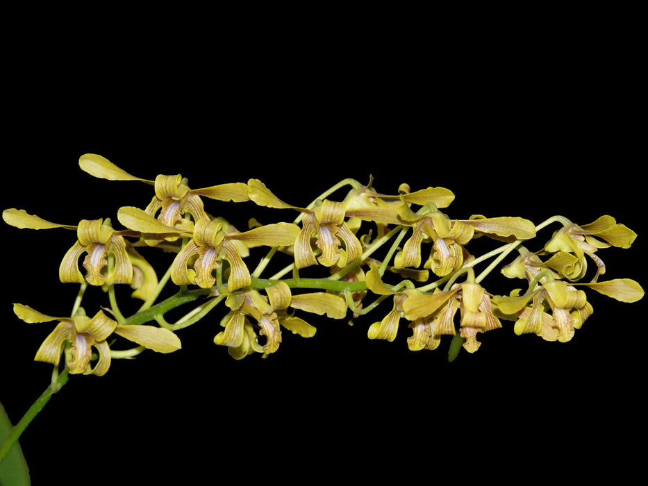 Dendrobium sylvanum