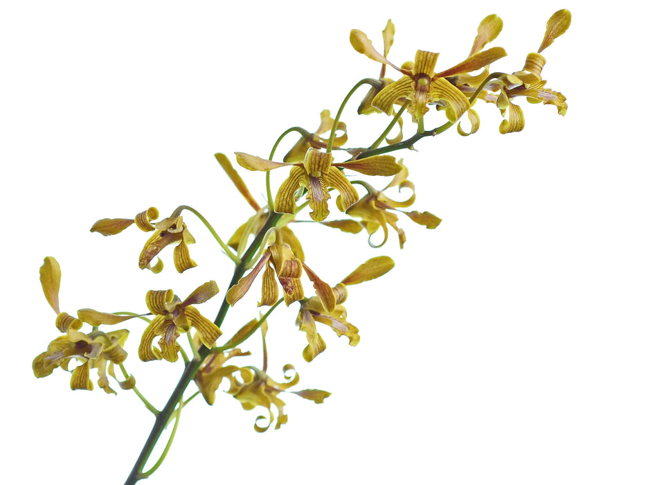 Dendrobium sylvanum