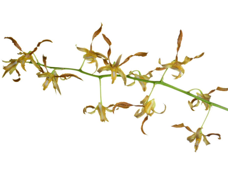 Dendrobium tangerinum