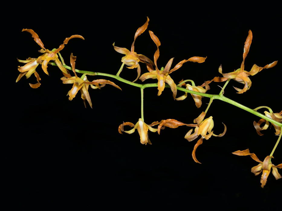 Dendrobium tangerinum