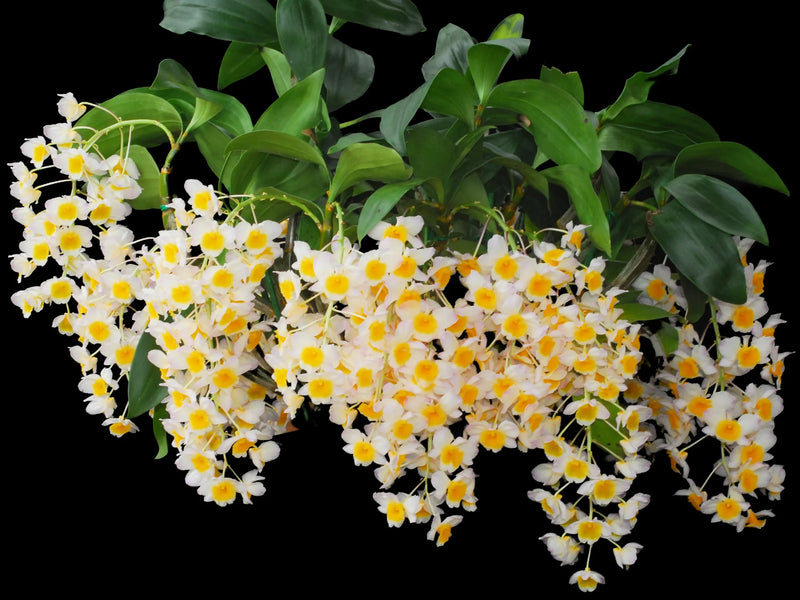 Dendrobium thyrsiflorum