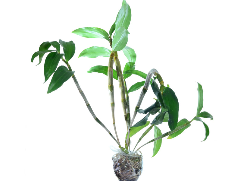 Dendrobium thyrsiflorum